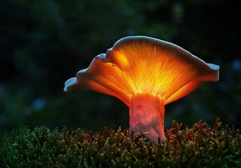 Voice Of Nature Amazing Glowing Mushrooms Photographed By Bernd