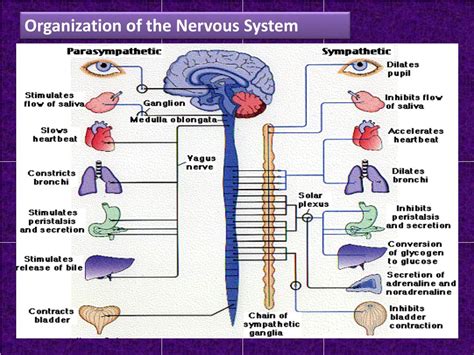 Ppt Human Body Nervous System Powerpoint Presentation Free Download