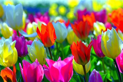 Colorful Spring Computer Wallpapers - Top Free Colorful Spring Computer