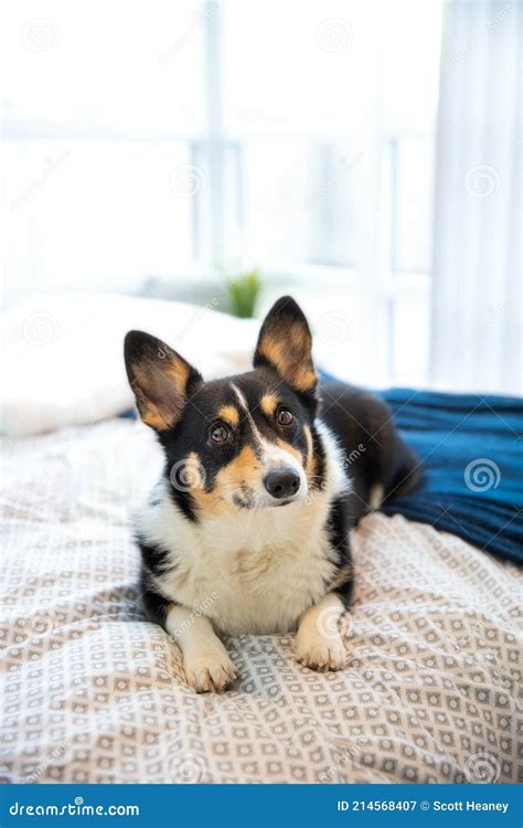 Cute Black Headed Tri Color Pembroke Welsh Corgi Laying On The Bed In A