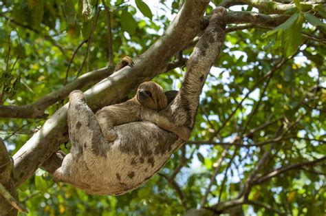 The Secret Behind Sloths Survival Lies In Their Slowness Lifegate