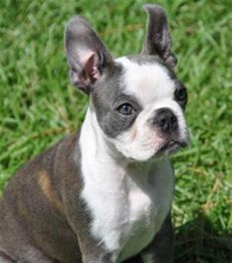 We are a 501 (c)(3) boston terrier rescue located in north texas. Boston Terrier Puppies For Sale in Texas