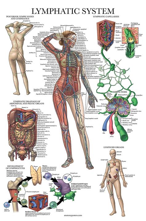 Lymphatic System Anatomical Poster Anatomy Posters
