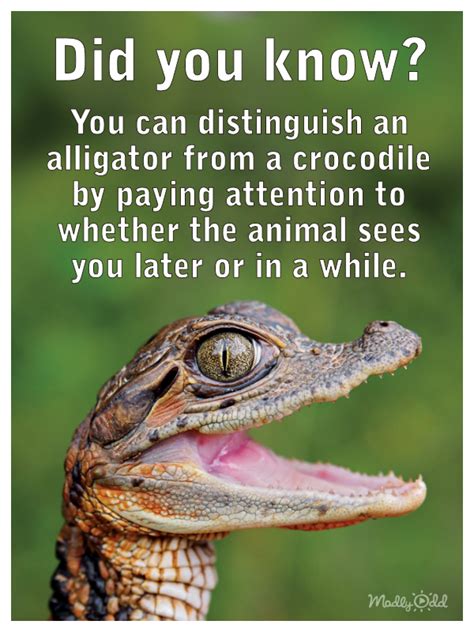 Did You Know Crocodile Silly Jokes Jokes For Kids