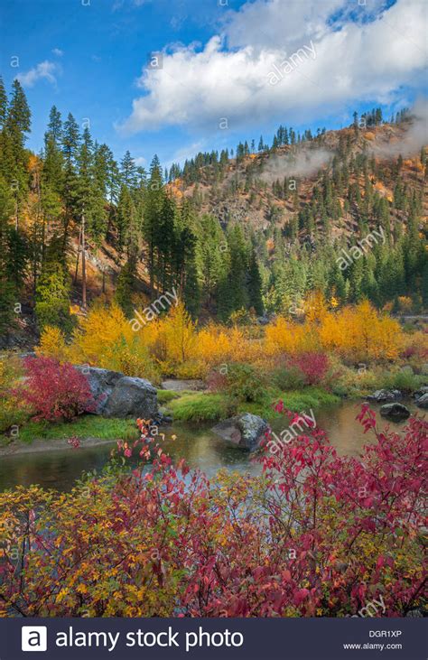 Wenatchee National Forest Wa Fall Colors Along The Wenatchee River In