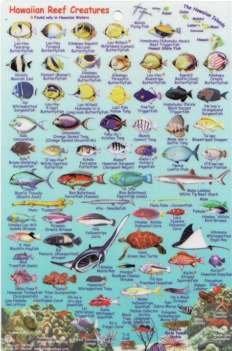 Hawaiian Reef Creatures Fish Chart Ocean Creatures Marine Animals