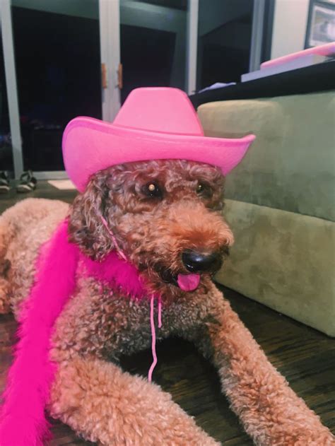 Golden Doodle In A Cowboy Hat Pink Cowboy Hat Preppy Dog Puppy
