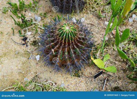 Ferocactus Pilosus Also Known As Mexican Lime Cactus Viznaga De Lima