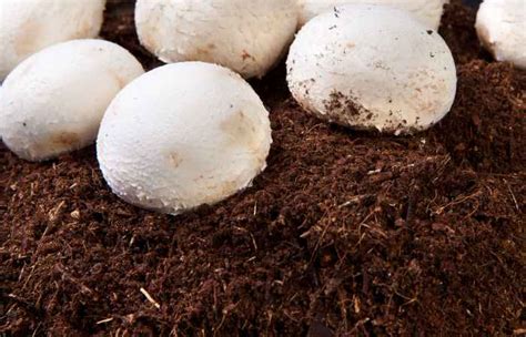 There are two types of mushroom growers in india, and seasonal farmers produce on a small scale. What Is Mushroom Compost? Benefits, Usage, FAQ | BackyardDigs
