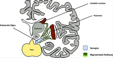 A Schematic Diagram Showing The Nigrostriatal Pathway Download