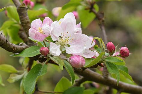 Apple Tree Blossom Photograph By Gill Billington Fine Art America