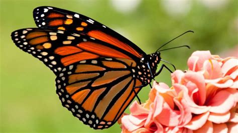 ¿qué Está Pasando Con La Mariposa Monarca En 2024 Su Hibernación Llegó A Su Mínimo Histórico