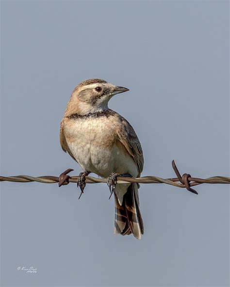 Horned Lark Female Photograph By Karen Slagle Fine Art America