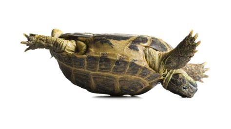 Turn A Turtle Upside Down Loving To Learn You More