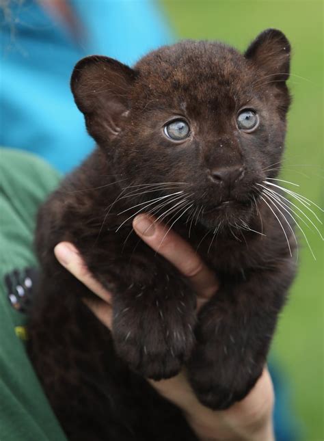 Panther Cubs Are Born With Their Eyes Closed Opening Them
