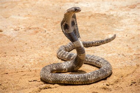 King Kobra Snake Stock Photos Pictures And Royalty Free Images Istock