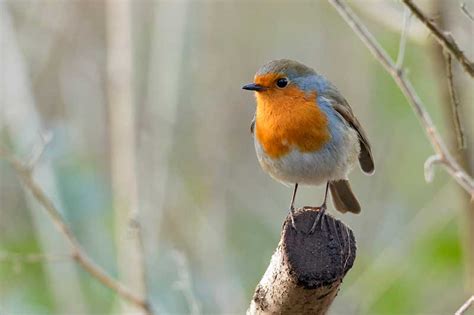 Robin Bird Identification Guide Bird Spot