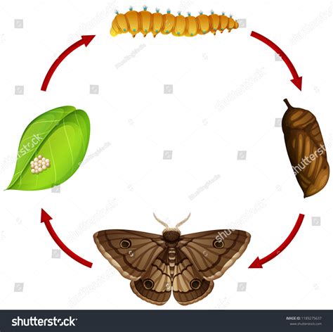Moth Life Cycle Concept Illustration Vetor Stock Livre De Direitos