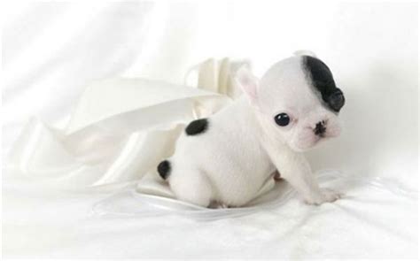 The 5 smaller puppies and tender in the world. 39 bellissimi cuccioli di bulldog che vi faranno innamorare