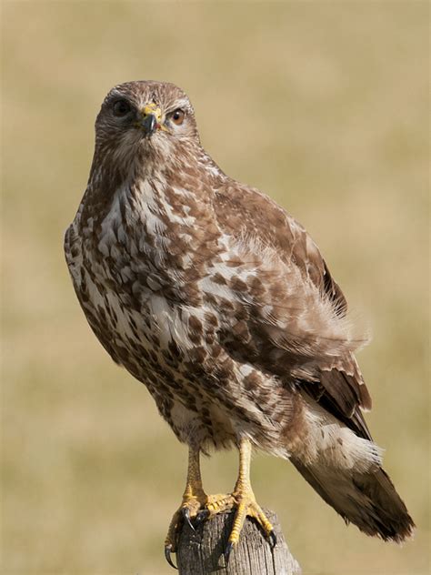 Bekijk meer ideeën over buizerd, roofvogels, vogels. Buizerd -buteo-buteo