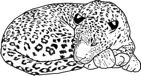 desenhos  colorir de leopardos desenhos de animais