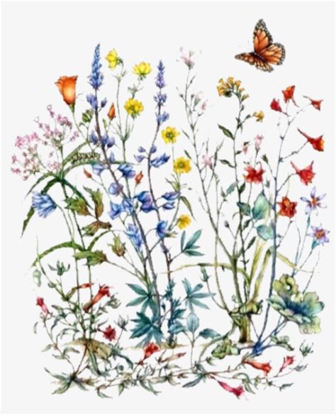 Wildflower Botanical Illustration Transparent Png 1500x1500 Free