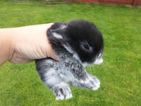 Black Baby Bunnies Baby Mini Lop Rabbits £ 10 Posted 4 Months Ago For