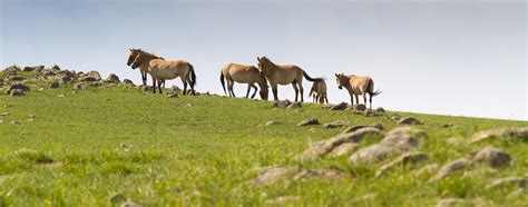 Khustai And Terelj National Park Tour 2 Days Discover Mongolia Travel