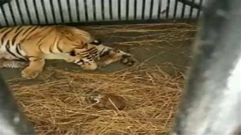 West Bengal Tigress Gives Birth To Three Cubs At Bengal Safari Park In