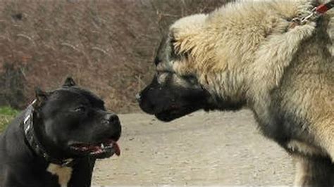 Pitbull Vs Kangal Turkish Kangal Vs American Pitbull Terrier