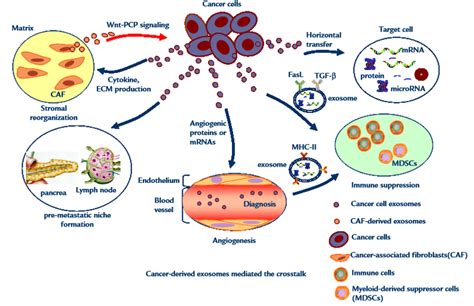 Potential Of Cancer Cell Derived Exosomes In Clinical Application Exosome Rna