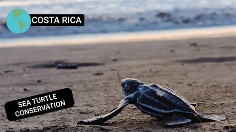 Sea Turtle Conservation In Costa Rica Youtube