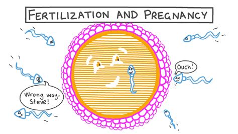 Lesson Video Fertilization And Pregnancy Nagwa