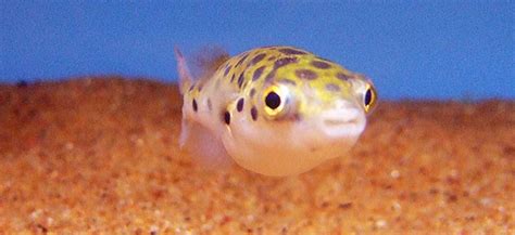 Fish Profile Green Pufferfish