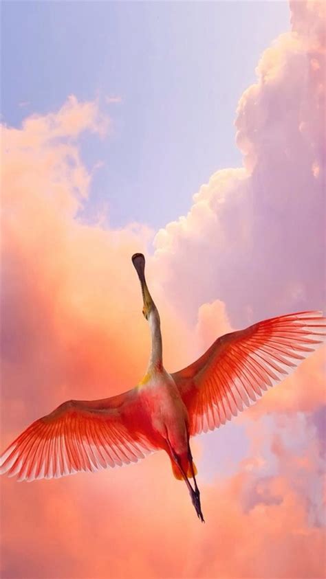 Flamingo Bird Flying Sky View Iphone 8 Wallpapers Free Download