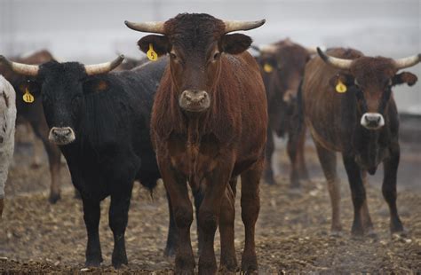 Rustling suspected as Idaho cattle herds vanish | The Spokesman-Review