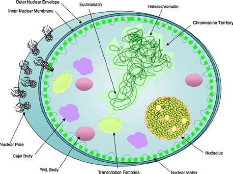 Nuclear Membrane Nuclear Envelope Definition Function