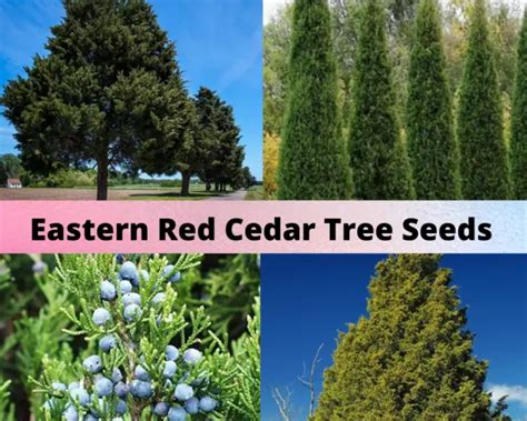 EASTERN RED CEDAR Tree Seeds Juniperus Virginiana 22 Tree Seeds 2