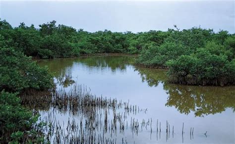 Mangrove Definition Types Importance Uses Facts Britannica Otosection