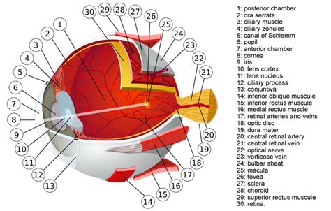 How To Perform A Clinical Eye Exam Ivline