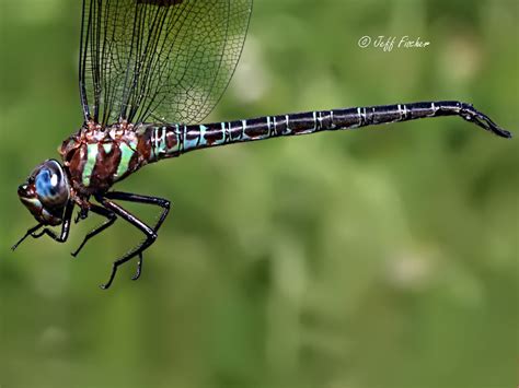 Swamp Darner