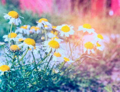 Wild Summer Garden With Daisies Flowers In Sun Shine Stock Photo