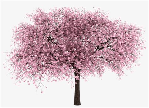 Free Tree Png Images Cherry Blossom Entourage Png Cherry Tree