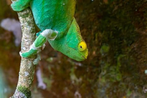 Un Camaleón En Una Rama En La Selva De Madagascar Foto Premium