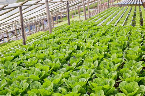 Organic Hydroponic Vegetable Cultivation Farm Littlegate Publishing