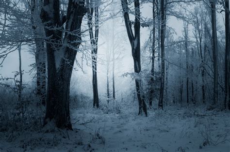 Dark Snowy Forest Images Browse 381 Stock Photos Vectors And Video