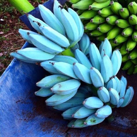Blue Java Banana Seeds Musa Acuminata × Balbisiana Var Blue Java 500