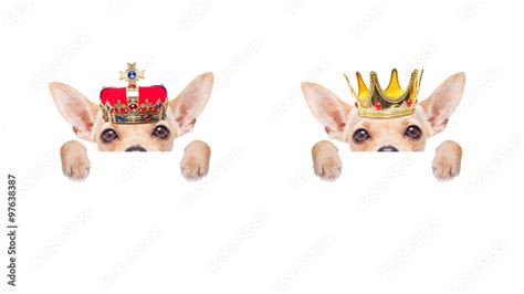 Crown King Dog Stock Photo Adobe Stock