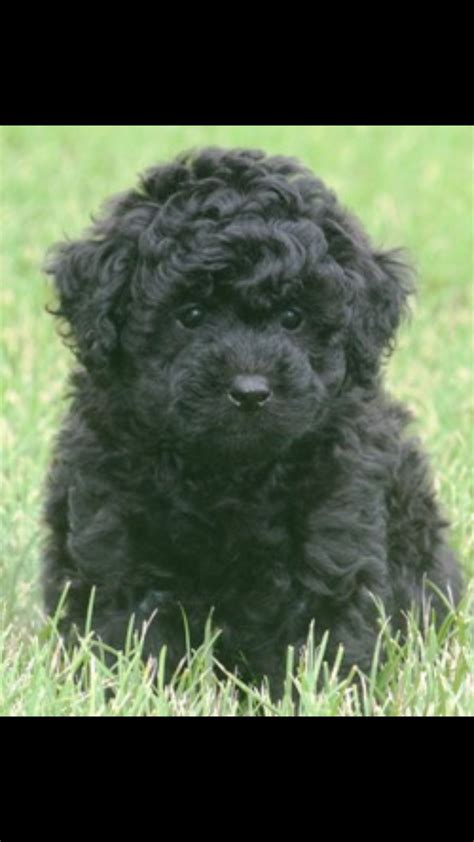 Black Miniature Poodle Poodle Puppy Miniature Poodle Puppy