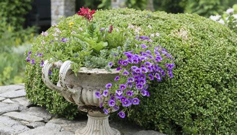 How To Select Fragrant Ground Cover Garden Guides